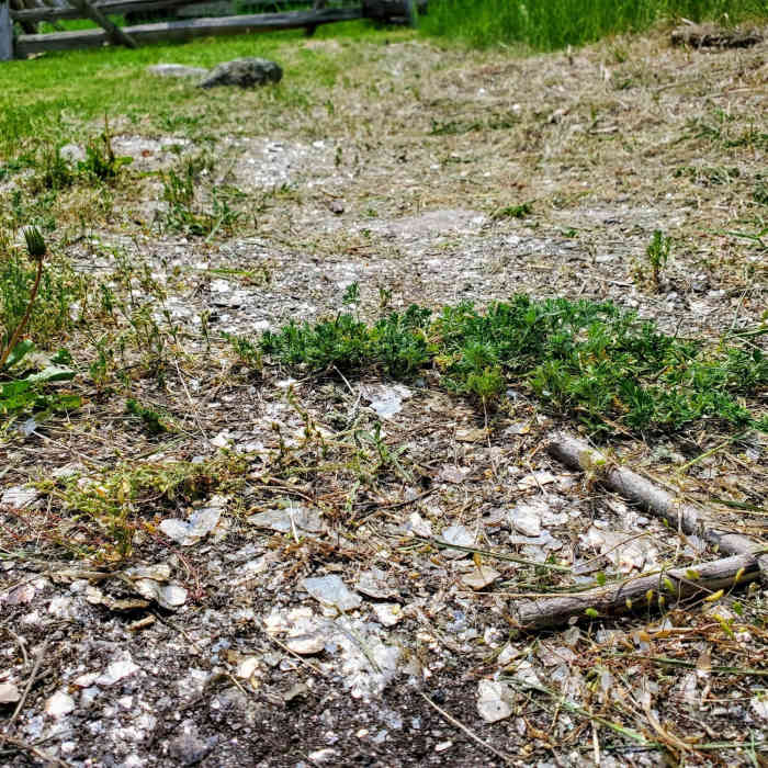 Near Silver Queen Mine Trail