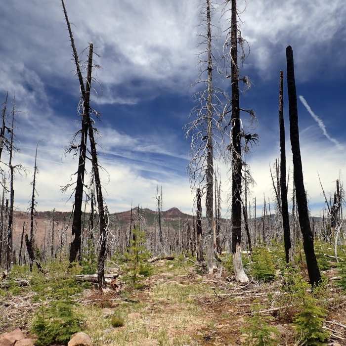 Near McKie Camp Trail #1089
