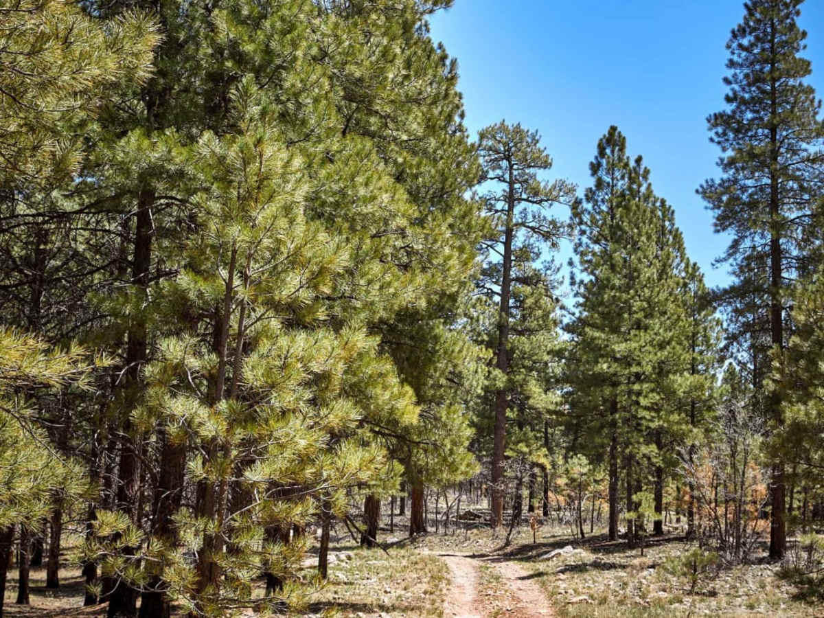 Winding Ponderosa Way photo 5