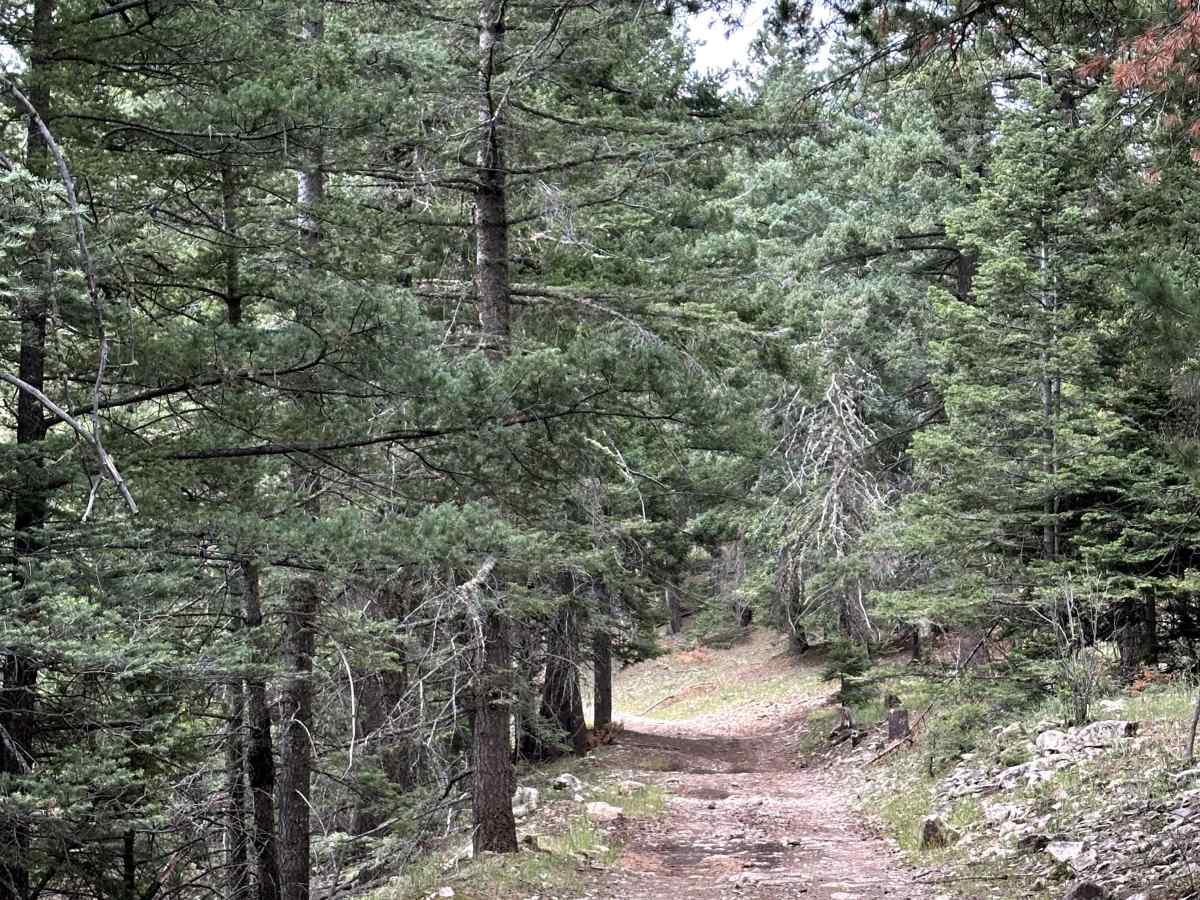 Benson Ridge South photo 5