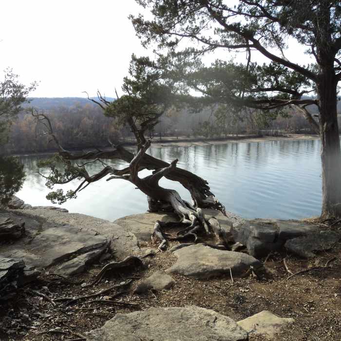 Near Lady's Bluff Trail