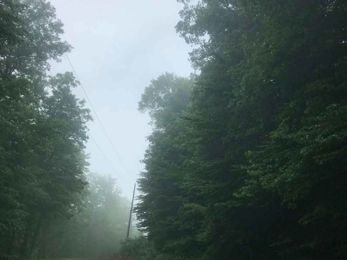 Wolf Road photo 6
