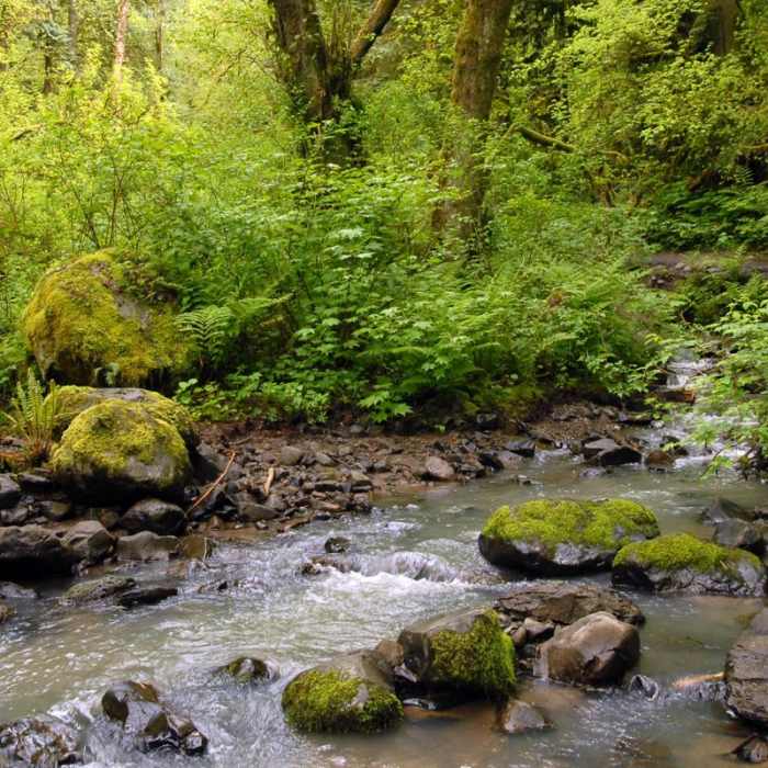 Near Lower Macleay Trail Loop