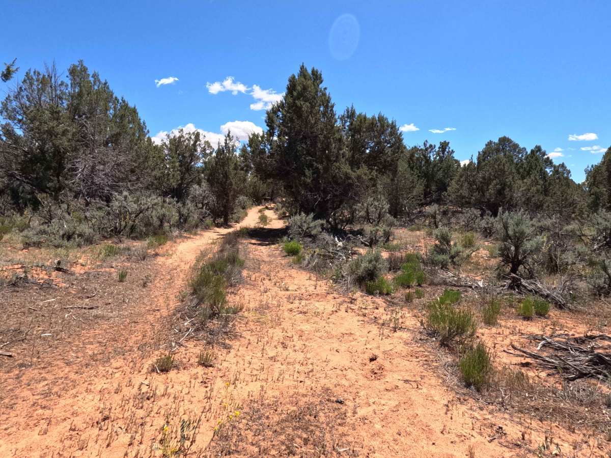 BLM 101N photo 6