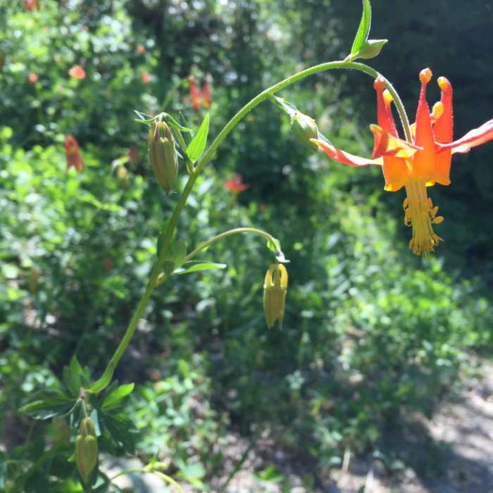 Near North Yolla Bolly