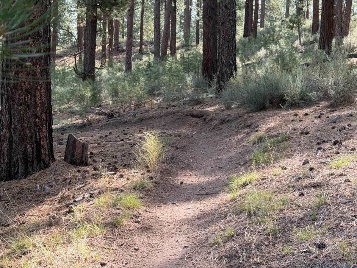 #31 trail photo
