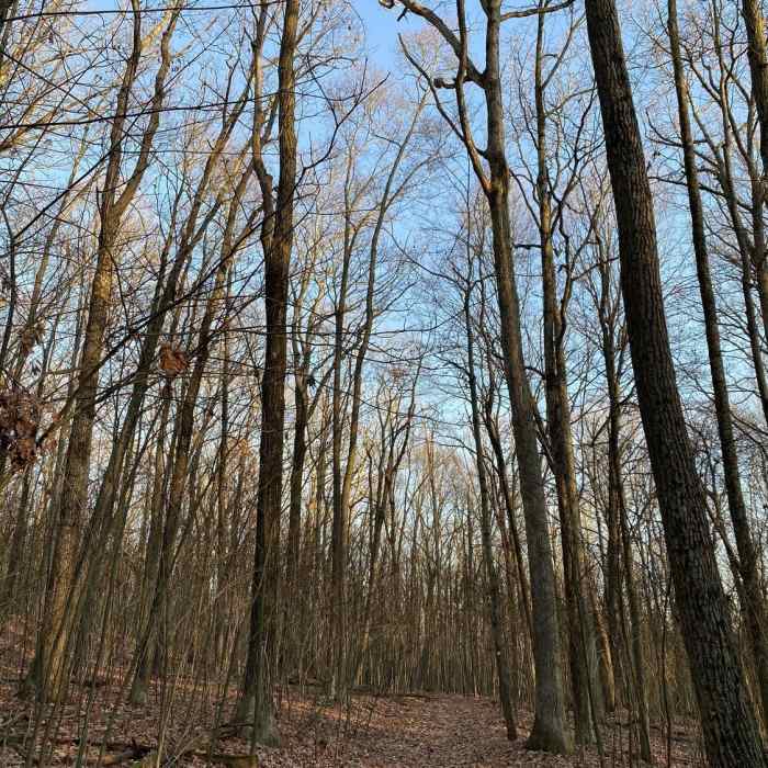 Near Loyalsock to Smiths Knob