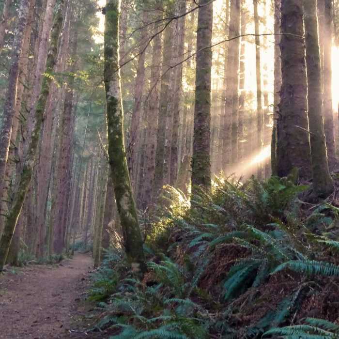 Near Cook's Ridge + Gwynn Creek Trail