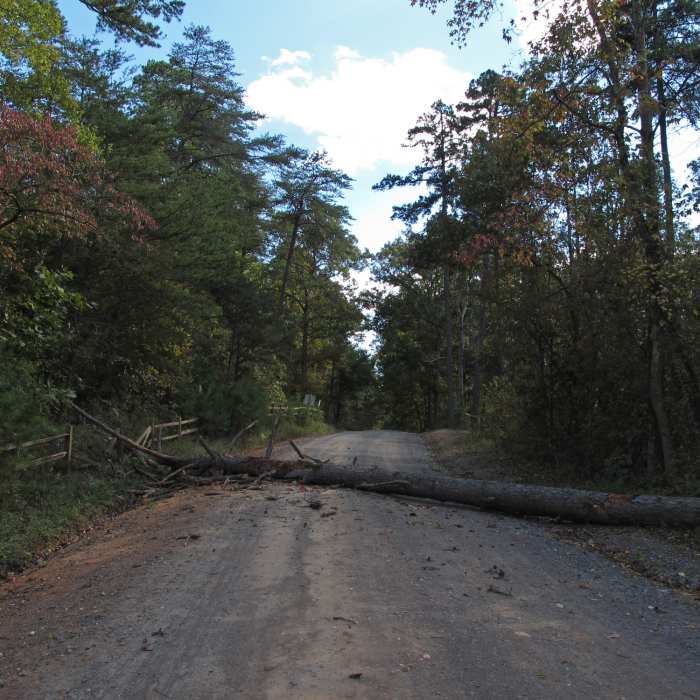 Tree across the road. Near Morgan Trail #718