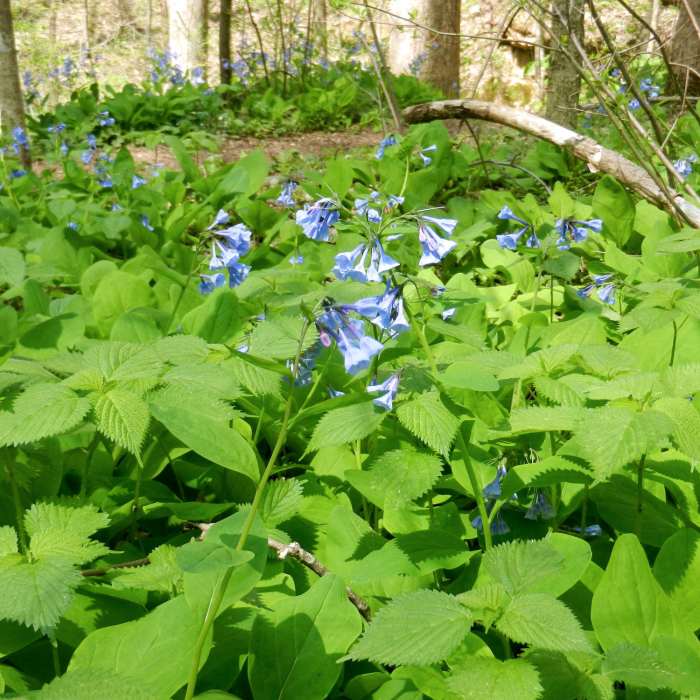Near Stone Cuts to Golan Heights Loop