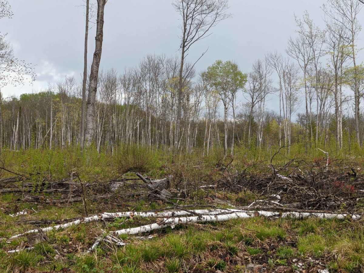 Park Forest, Potlatch, and Hilton Trails photo 6