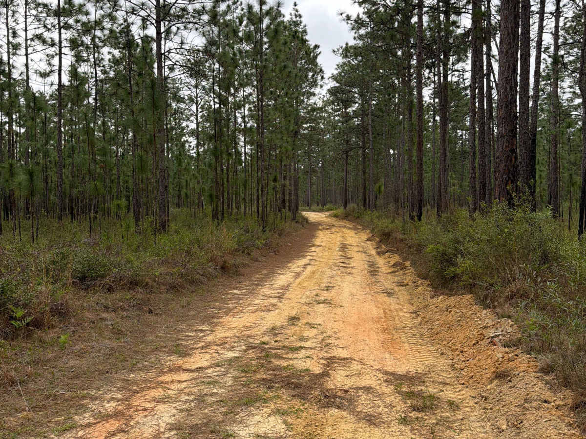 Jeff Capp Road - C133 photo 4