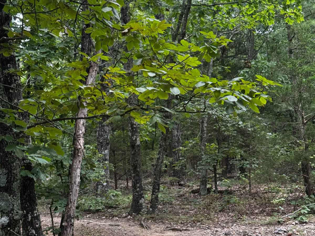 Southern Ridge Run trail photo