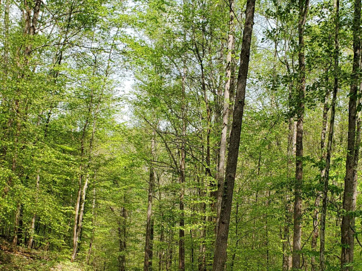 Beech Timber photo 5