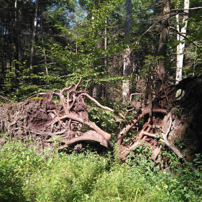 Near Whipple Lake Trail