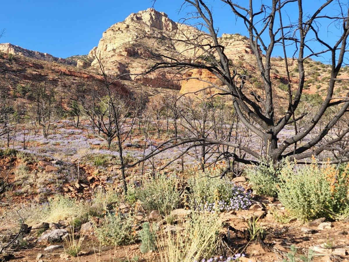 Henderson Flat photo 2
