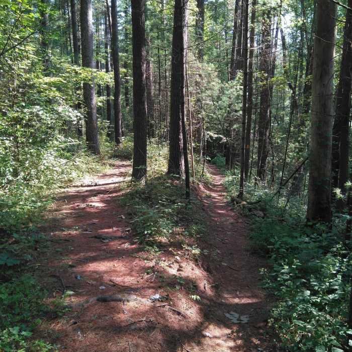 Near Whipple Lake Trail