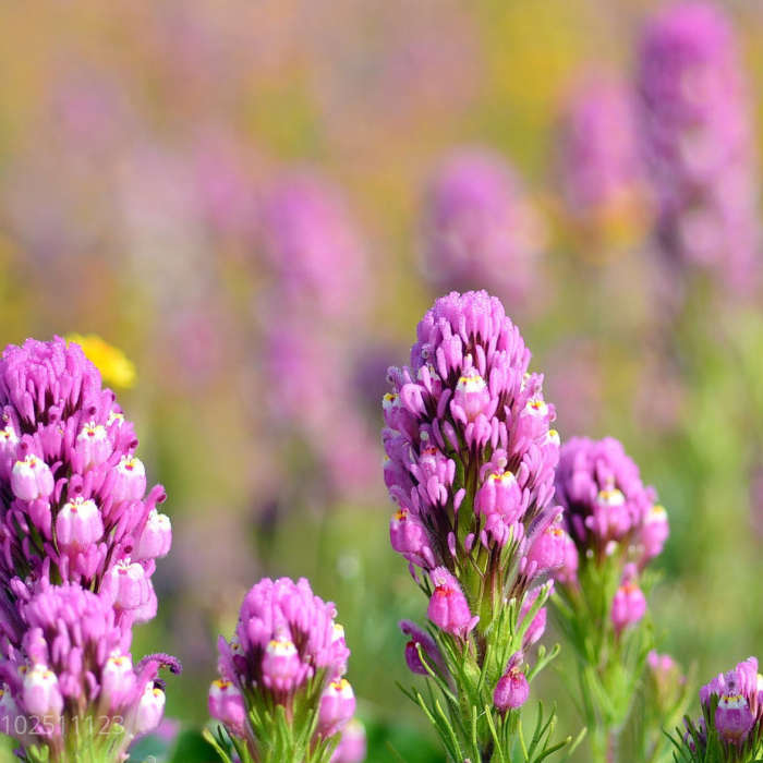 Owl's Clover: Found some nice patches along the trail. Near Saddle Peak