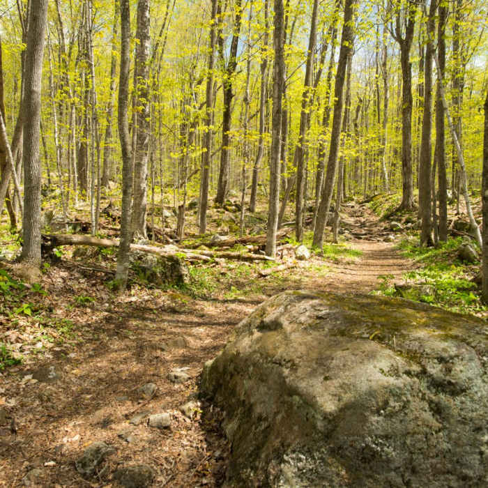 Near Mt. Pisgah Out-and-Back Near Mt. Pisgah Out-and-Back