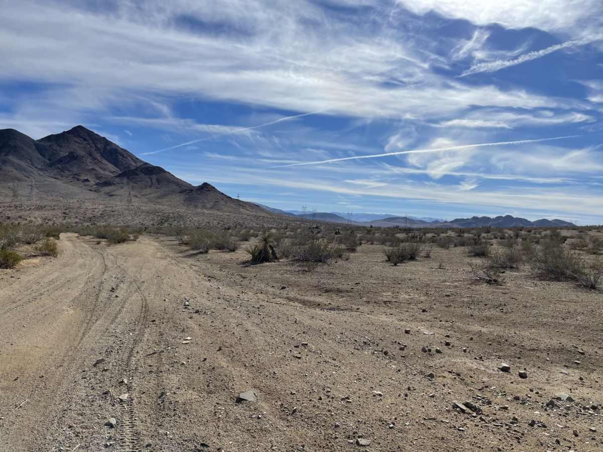 Oh Look, Joshua Trees photo 3