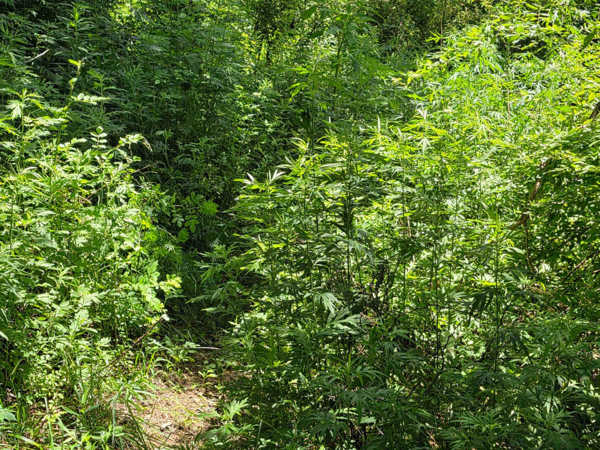 Single Track NA photo 3