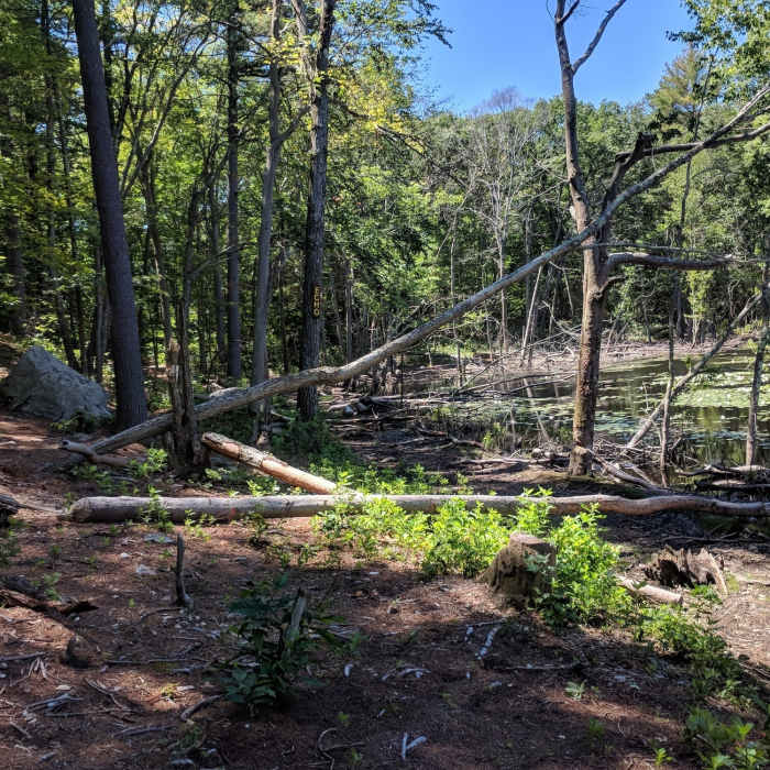 Echo Pond looking south. The trail runs right along the bank, or to the left of the large rock when the bank is too wet. Near Rocky Woods Loop
