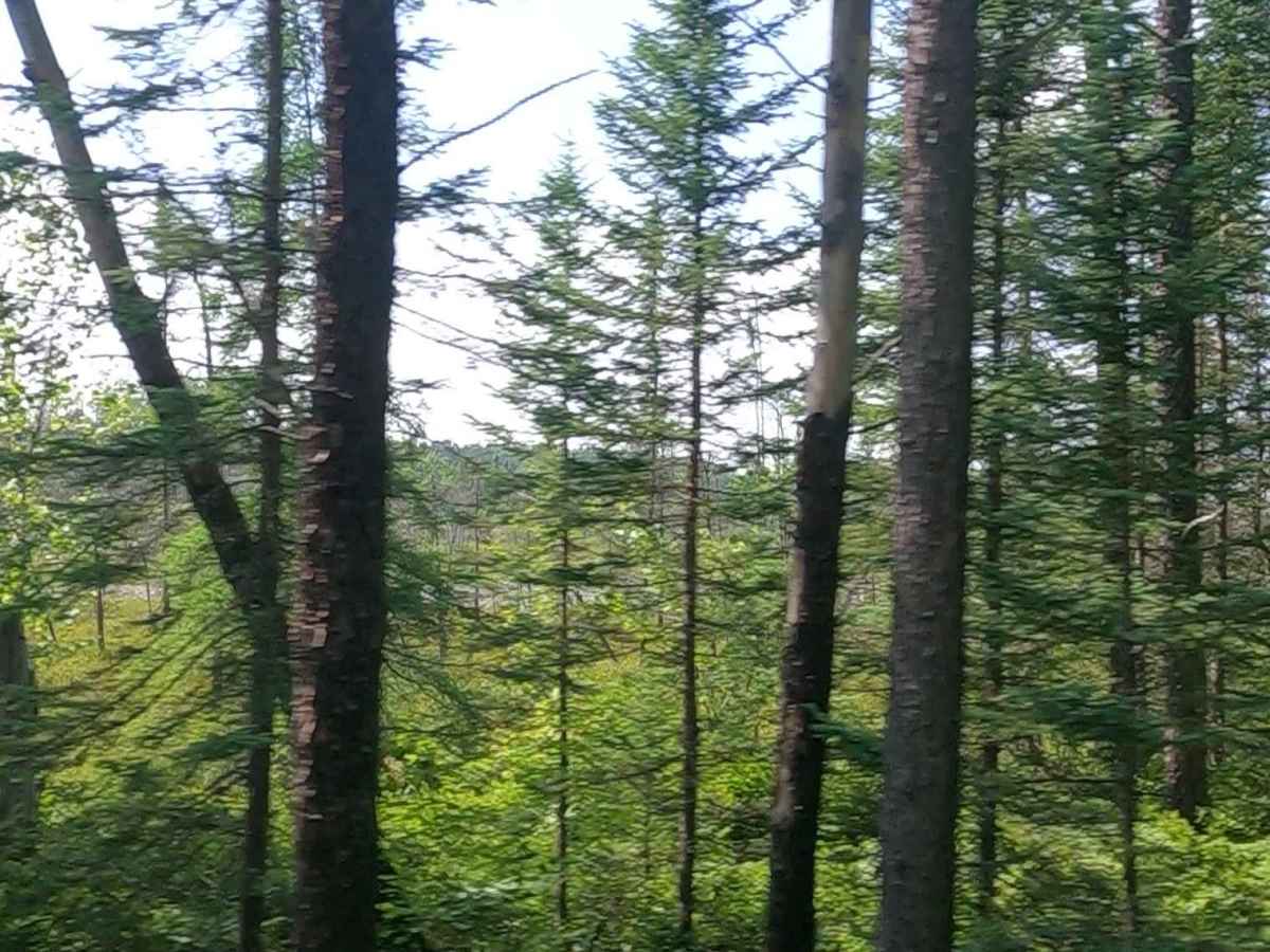 Little Black River - FSR 2233 photo 3