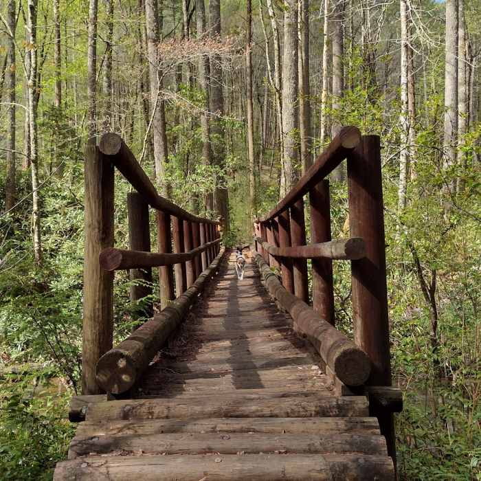 Near Fish Hatchery to Ellicott Rock Loop