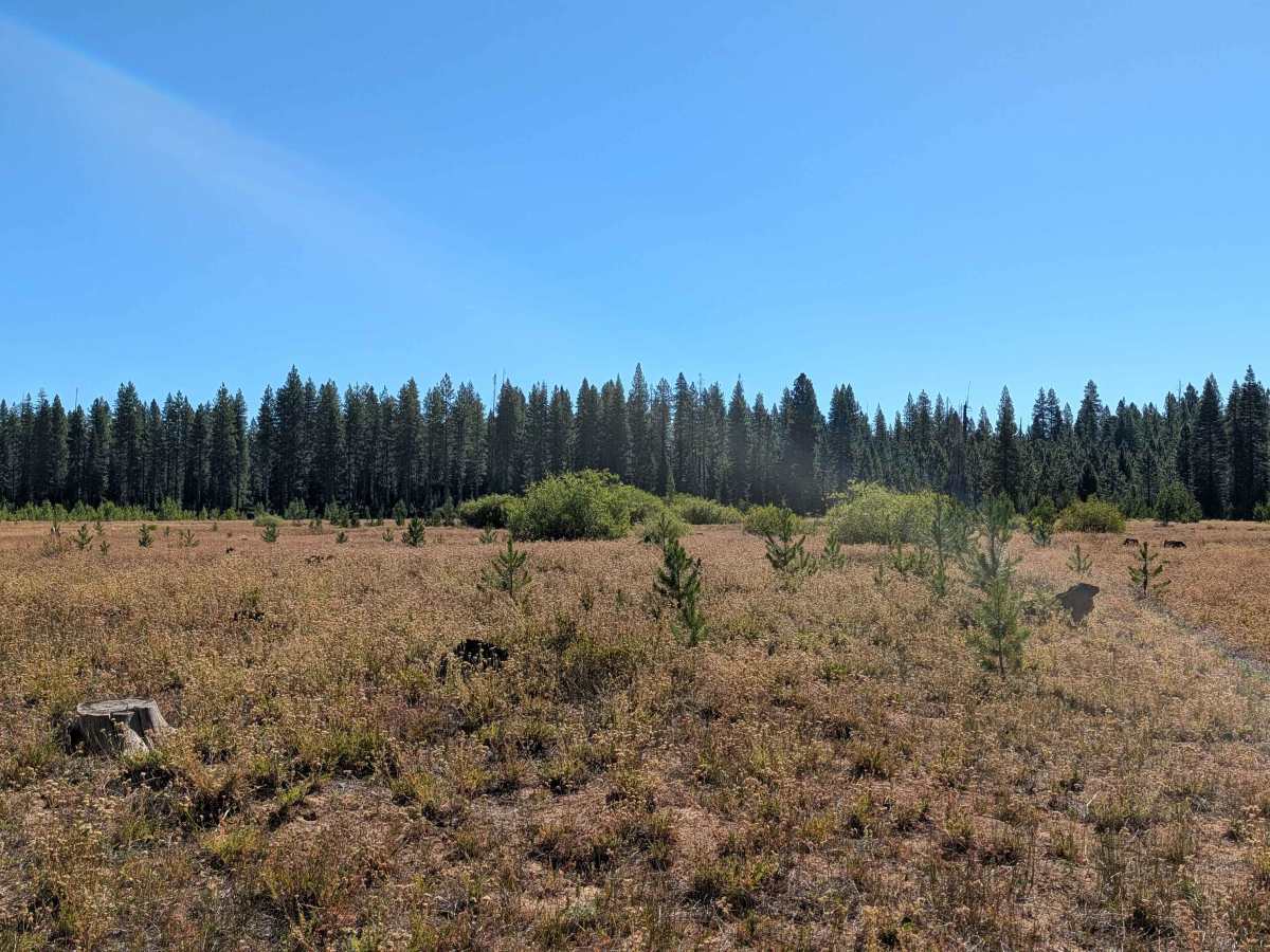White Deer Lake West - FS 41N40 photo 3