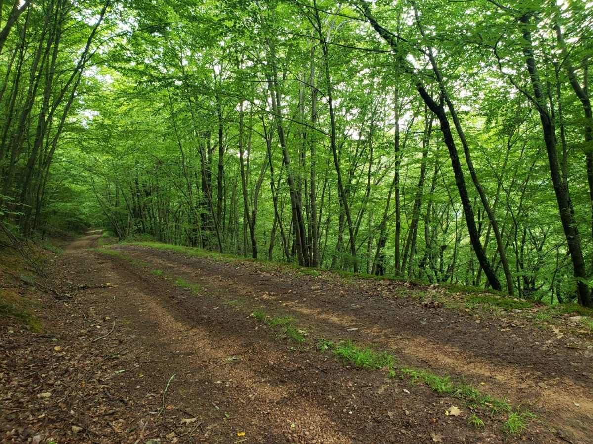 Strongs Mountain Trail photo 6
