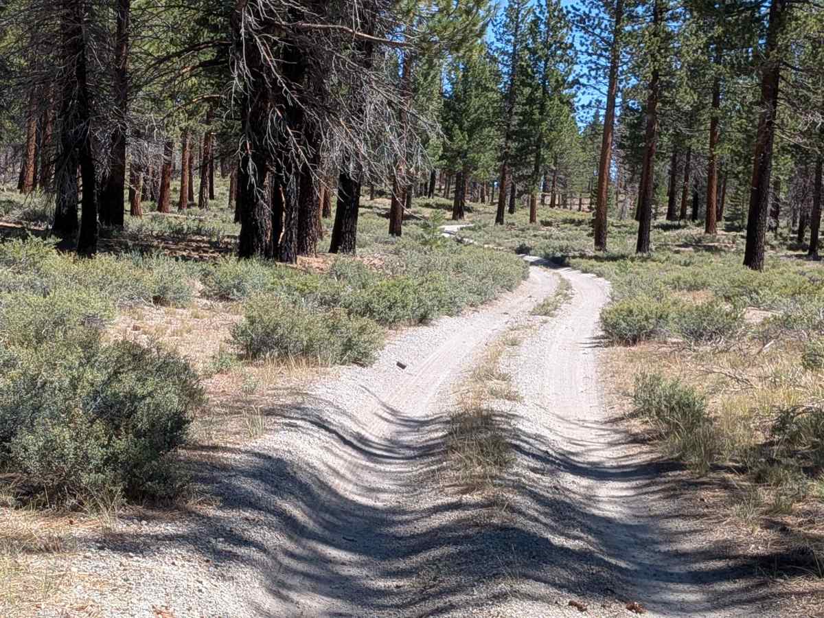 Forest Service Road 2S40 photo 5