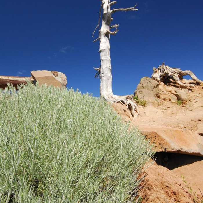 Near Garfield Peak Hike