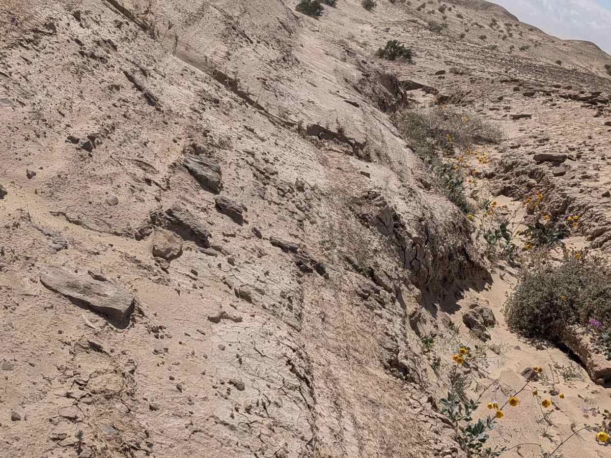 BLM 414 photo 2