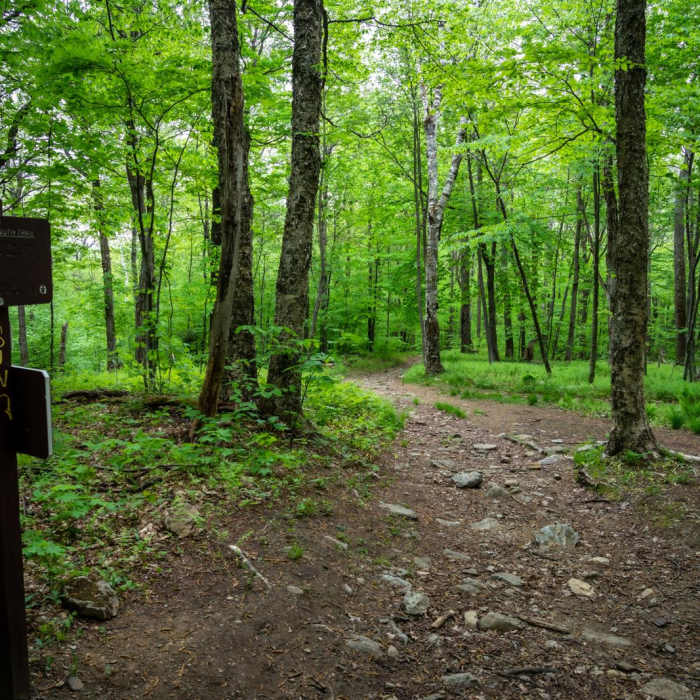 Near Mount Greylock Summit Loop