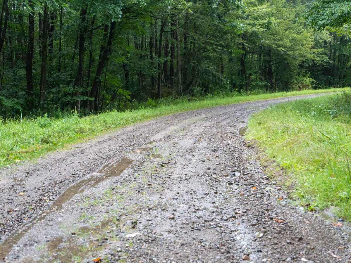  Salamanca Forest Road photo 6