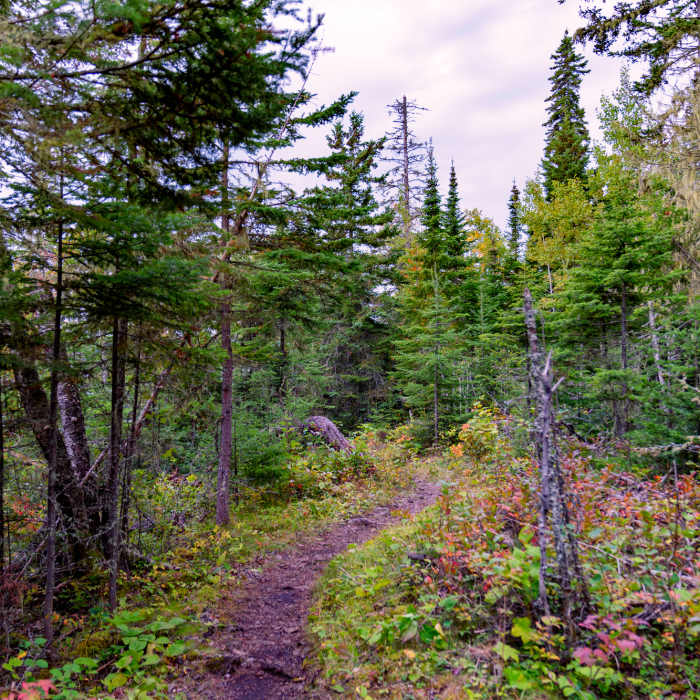 Hiking Trail from Three Mile to Daisy Farm - Isle Royale National Park Near Rock Harbor Trail