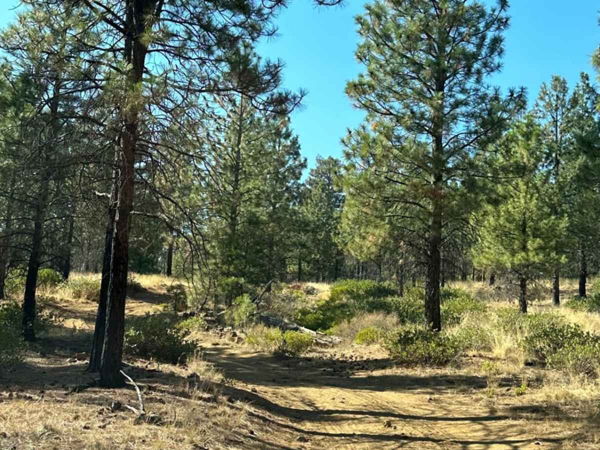 Sisters to Trout Creek Butte Trails photo 2