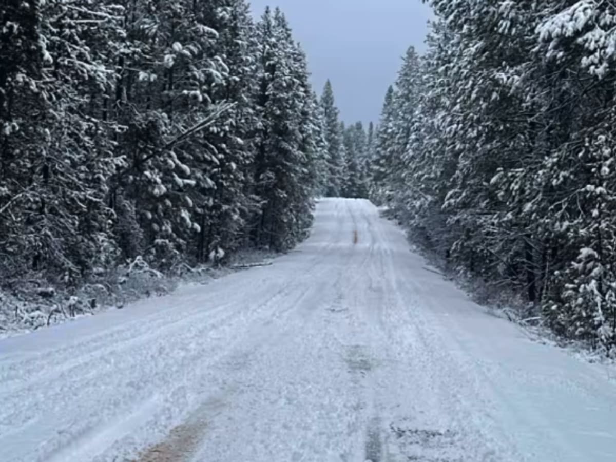 Forest Road 4100-000 photo 3