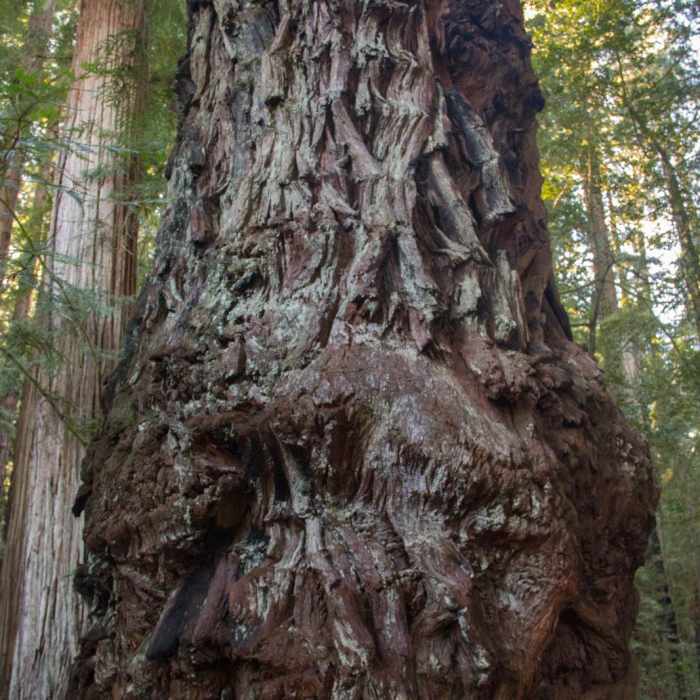 Near Stout Memorial Grove