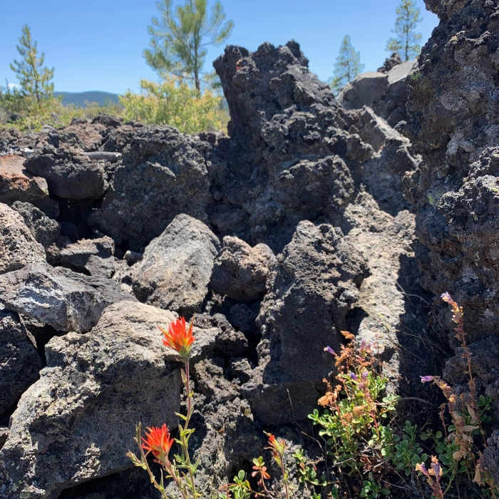 Near Lava Cast Forest Trail