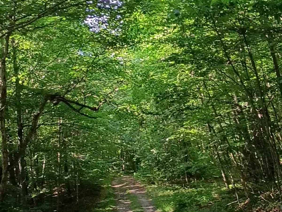 Lincoln Gap Trail trail photo