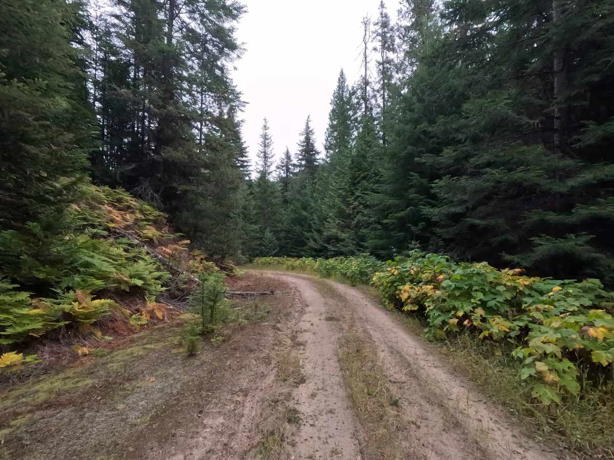 West Branch Flat Creek - FS 462 photo 5