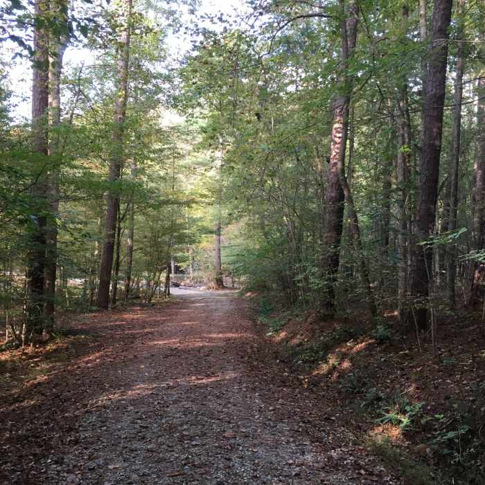 Near Duke Korstian Loop