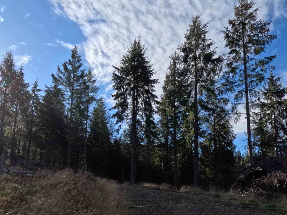 FS 1004147 photo 6
