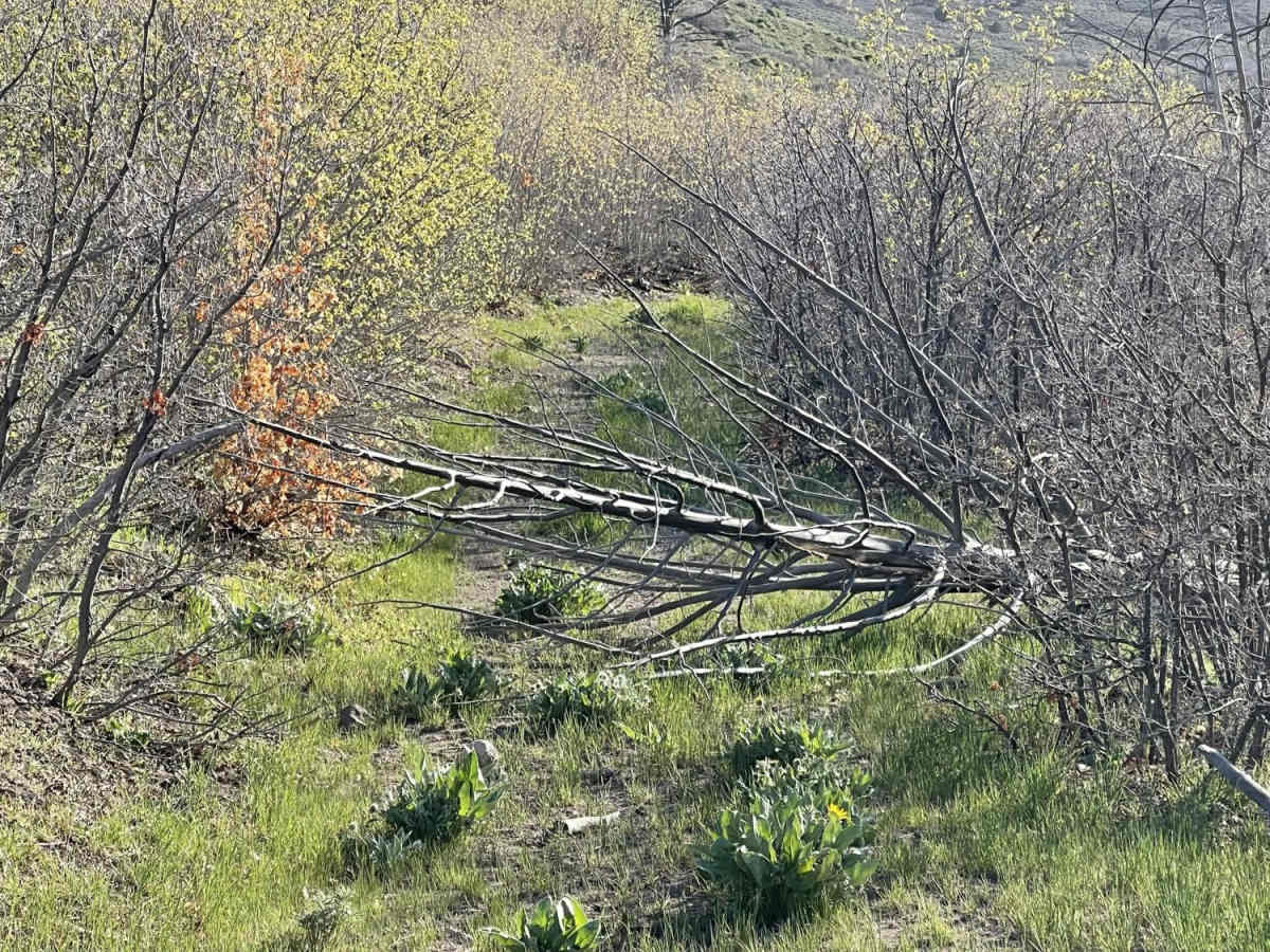 Black Canyon photo 2