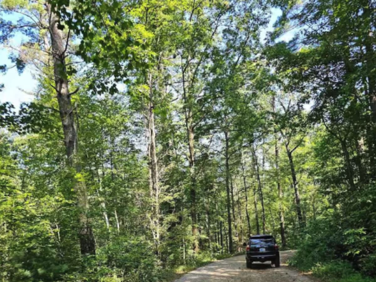 Cavender Gap - FS 236 trail photo