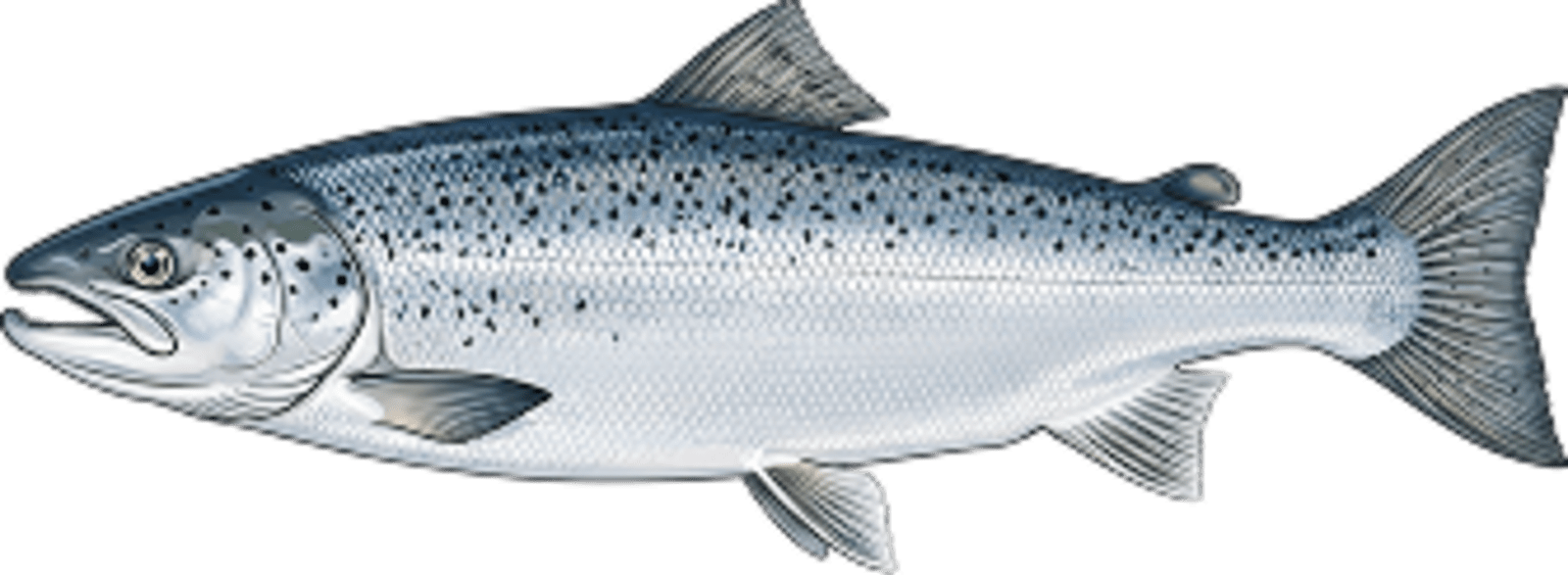 Atlantic salmon