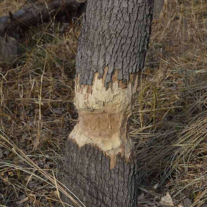 Near Minnesota Valley State Recreation Area Hiking Club Trail