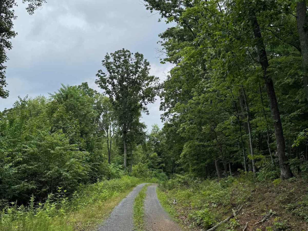Wilson Mountain photo 6