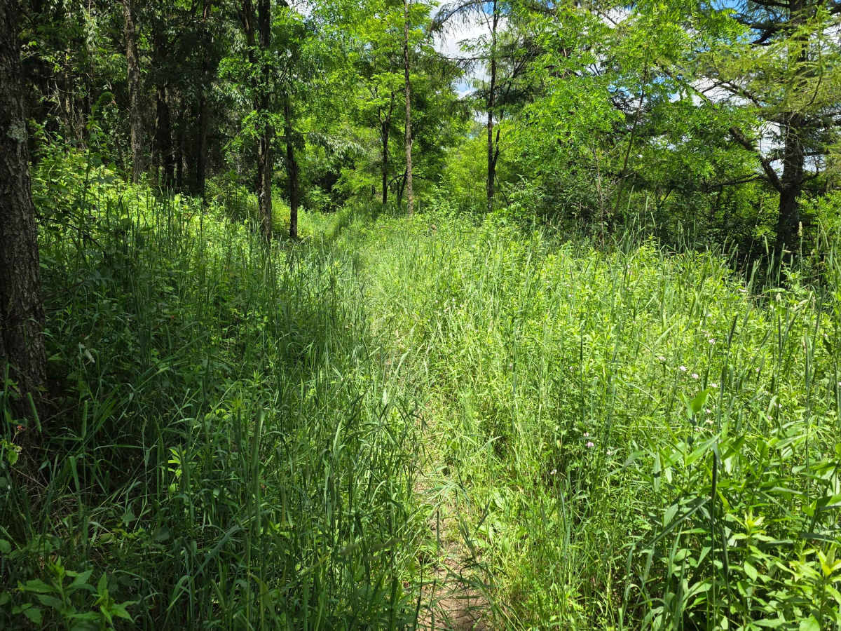 Single Track JJ photo 3